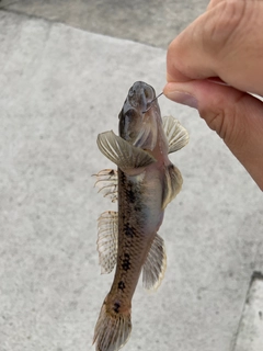 ハゼの釣果