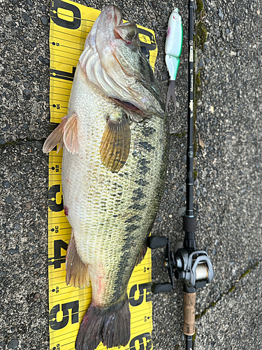 ブラックバスの釣果