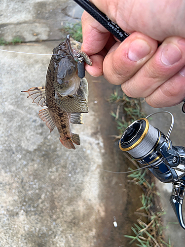 ハゼの釣果