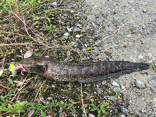 カムルチーの釣果