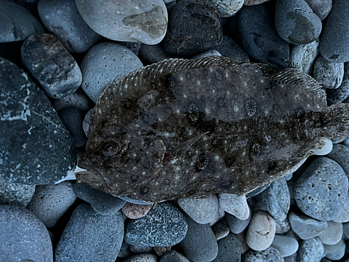 タマガンゾウビラメの釣果