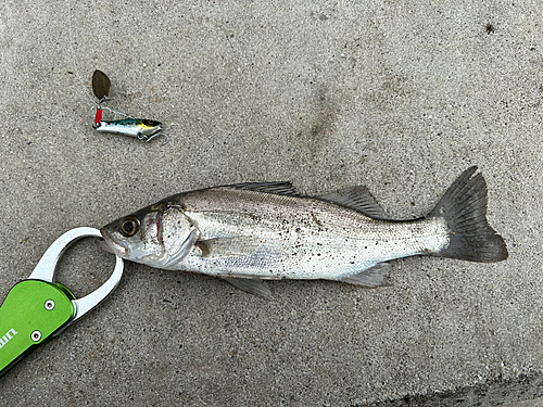 セイゴ（マルスズキ）の釣果