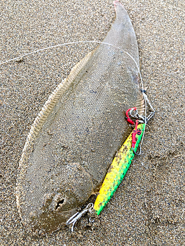 シタビラメの釣果