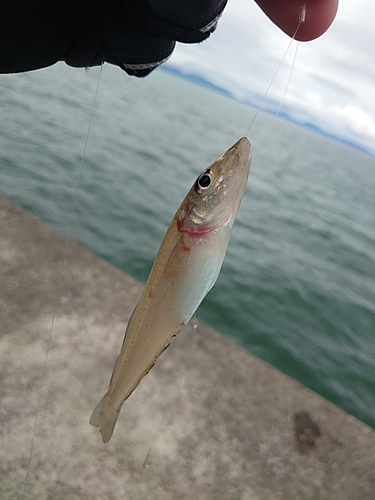 キスの釣果