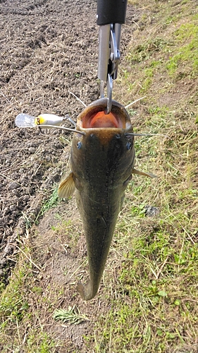 ナマズの釣果