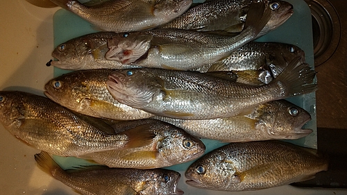 イシモチの釣果