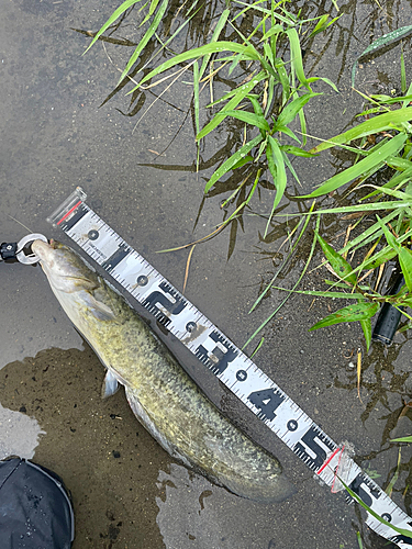 ナマズの釣果