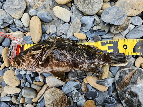 ベッコウゾイの釣果