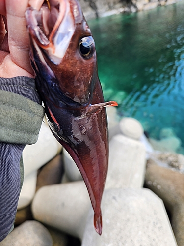 アイナメの釣果