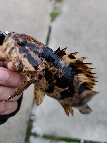 ベッコウゾイの釣果