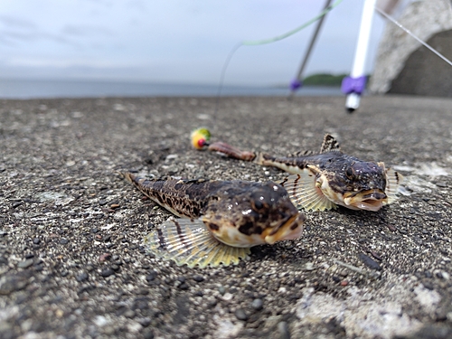 カジカの釣果