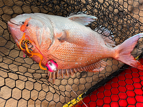 マダイの釣果