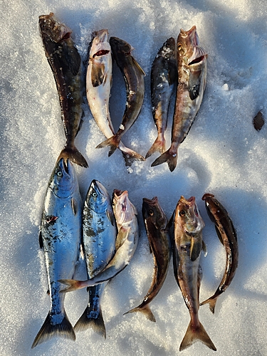 ホッケの釣果