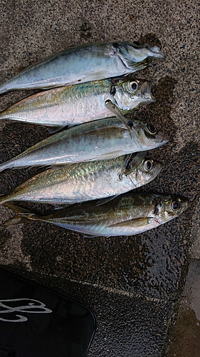 アジの釣果