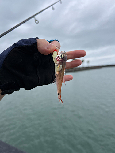 ネンブツダイの釣果