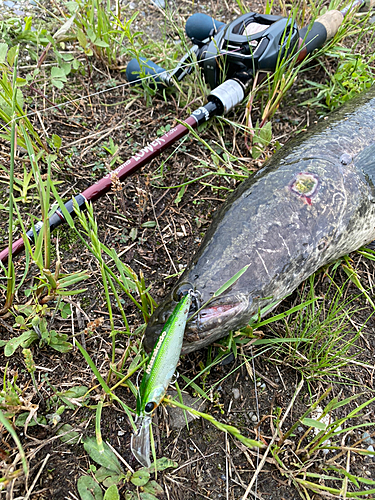 ライギョの釣果