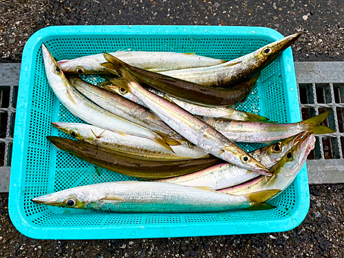 カマスの釣果