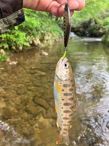 アマゴの釣果