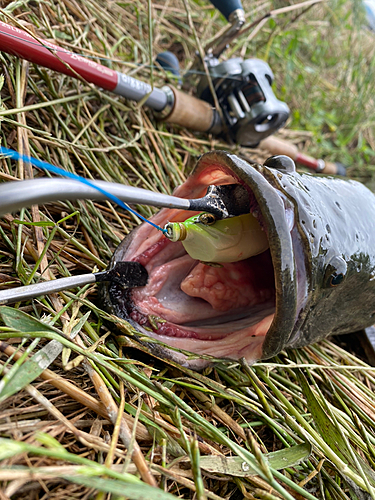 ライギョの釣果