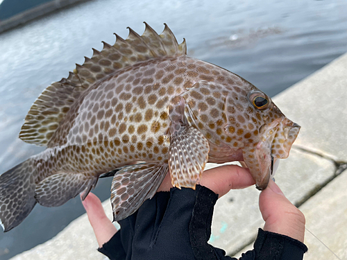 オオモンハタの釣果