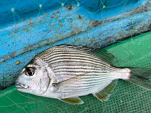 ヘダイの釣果