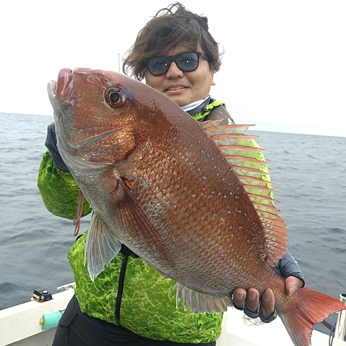 マダイの釣果