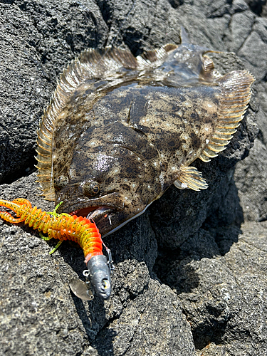 ヒラメの釣果