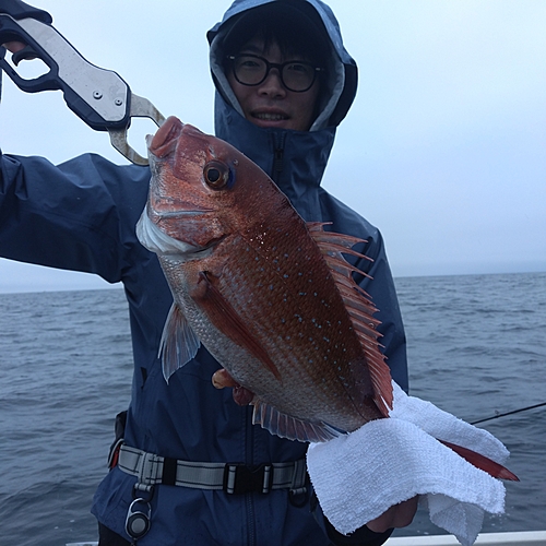 マダイの釣果