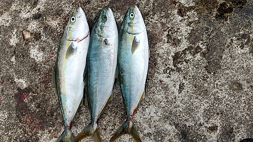 イナダの釣果