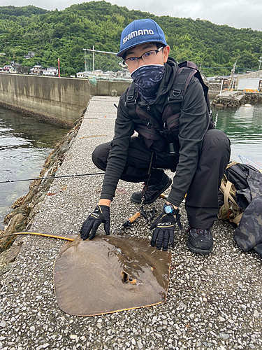 アカエイの釣果