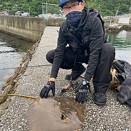 アカエイ