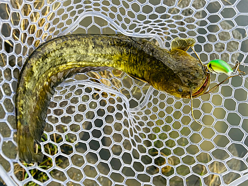 ナマズの釣果