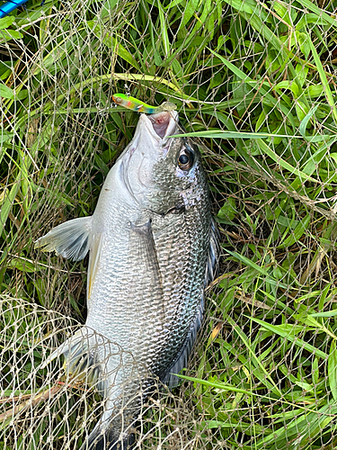 キビレの釣果