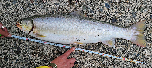 アメマスの釣果