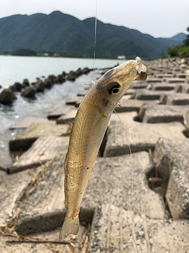 キスの釣果