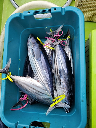 カツオの釣果