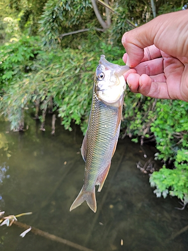 ハスの釣果