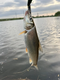 ニゴイの釣果