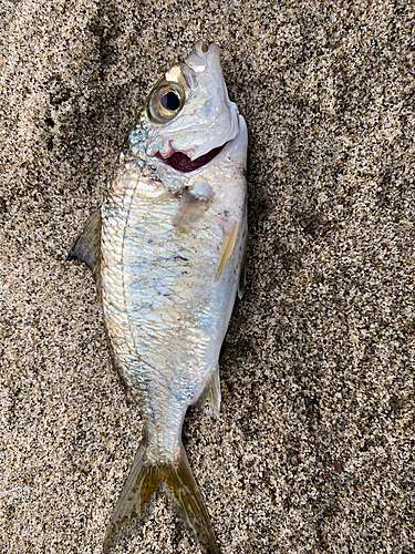 シログチの釣果