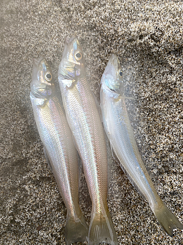 キスの釣果