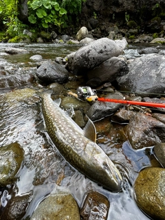 アメマスの釣果