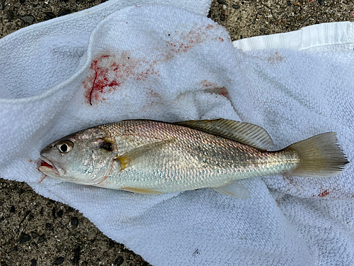 シログチの釣果