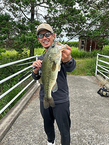 ブラックバスの釣果