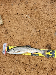 ウグイの釣果