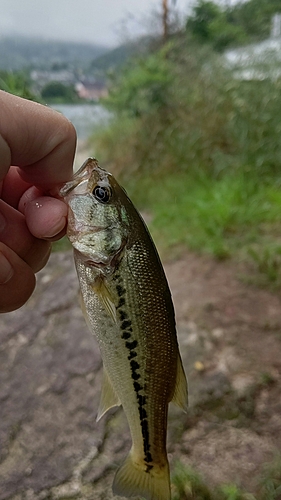 ラージマウスバスの釣果