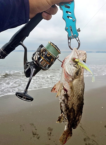 イシモチの釣果