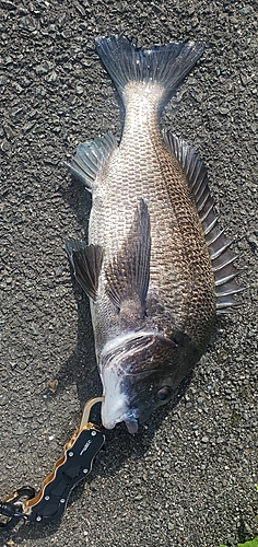 チヌの釣果