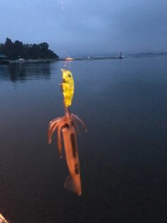 イカの釣果