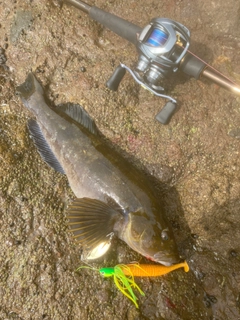 アイナメの釣果