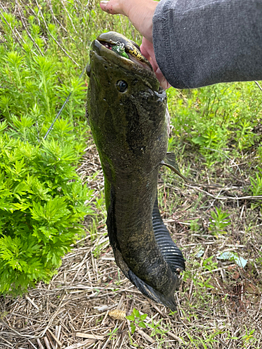 ライギョの釣果